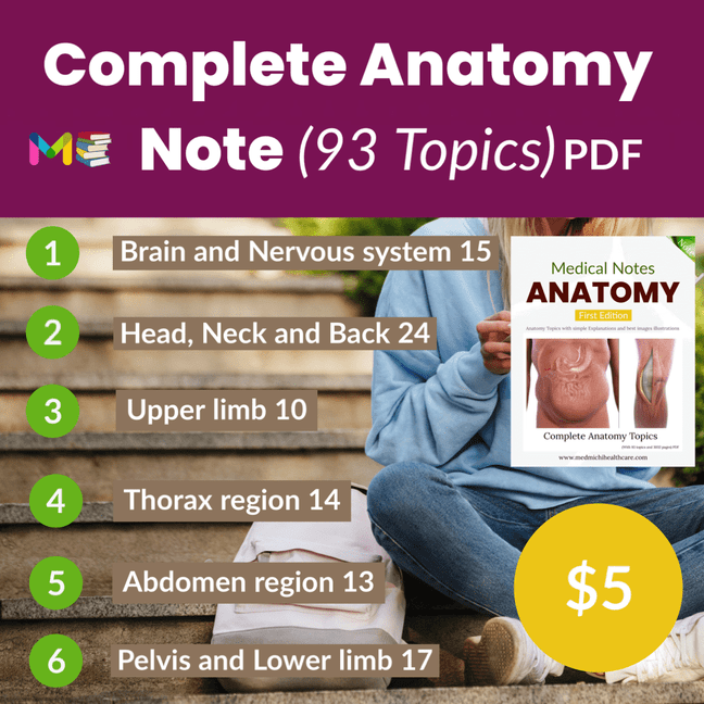 Anatomy notes