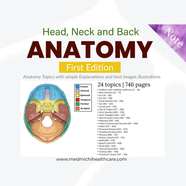 Anatomy