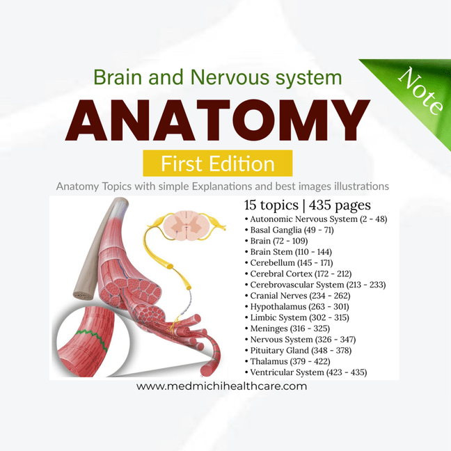 Anatomy