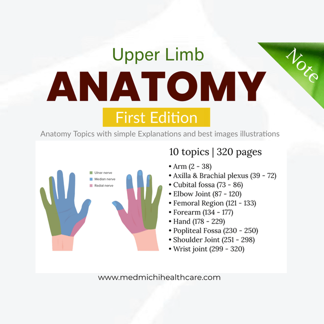 Anatomy