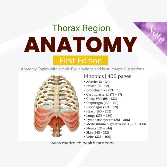 Anatomy