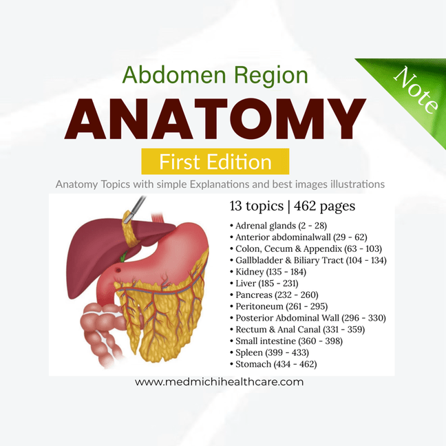 Anatomy