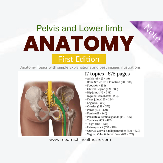 Anatomy