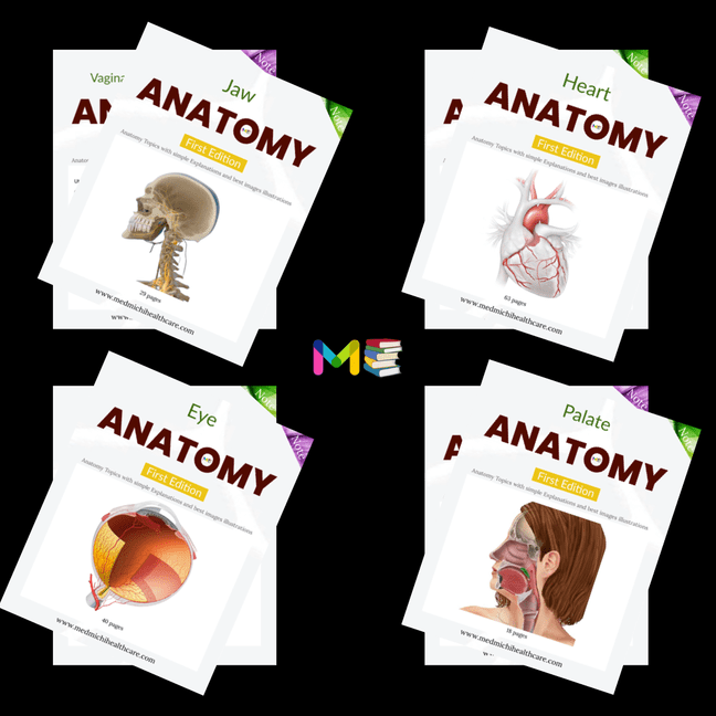 Anatomy
