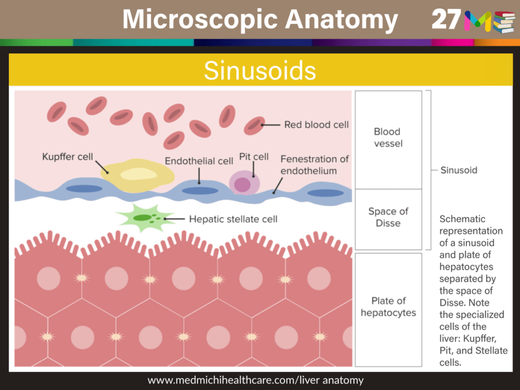 Anatomy note