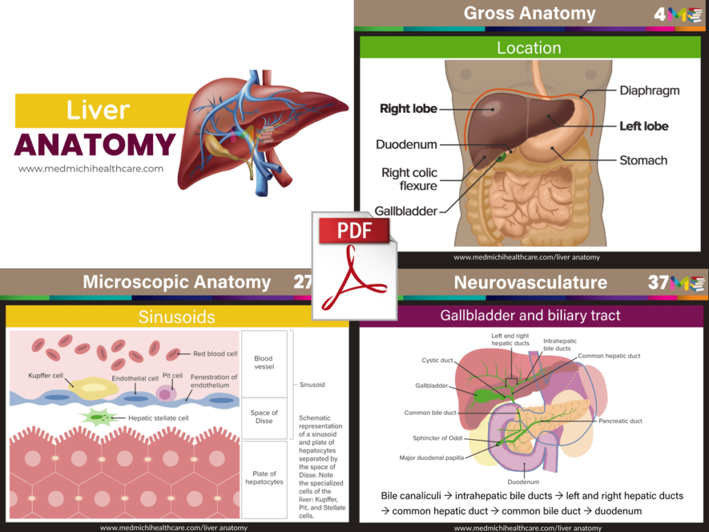 Anatomy note