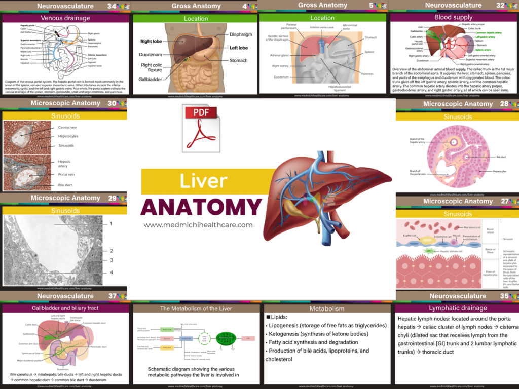 Anatomy note