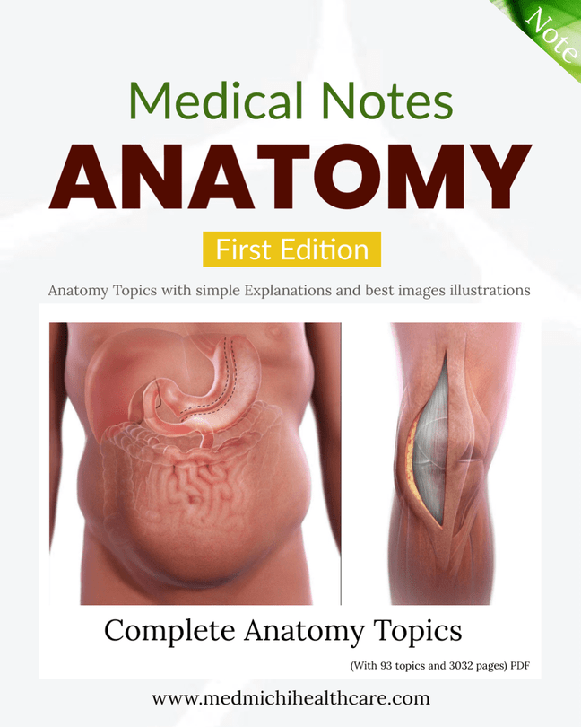Anatomy